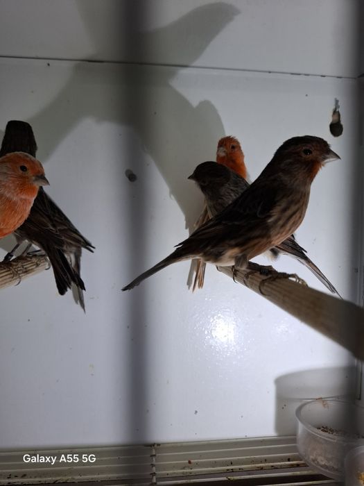 Canarios para venda 2025