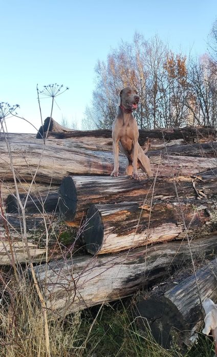 Wyżeł Weimarski szczeniak