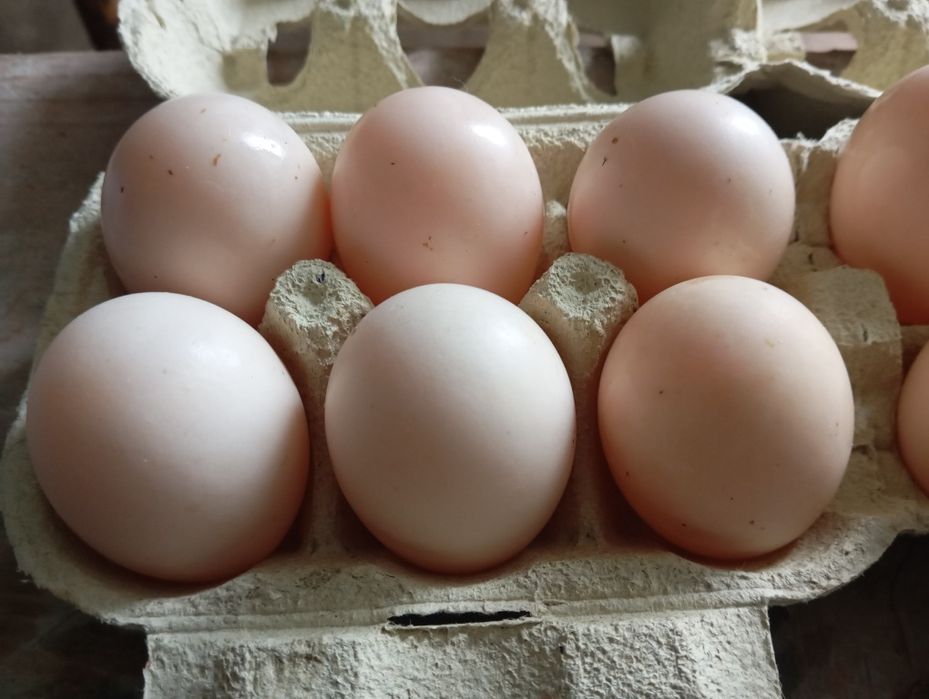 Ovos  Pata  muda