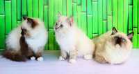 Найліпші та найкрасивіші кошеня рідкосної породи-Регдолл