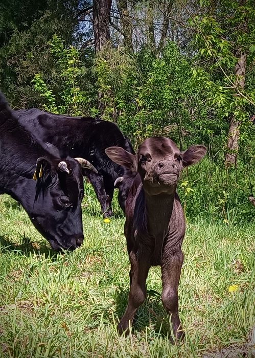 Stado hodowlane Dahomey, afrykańska krowa karlowata