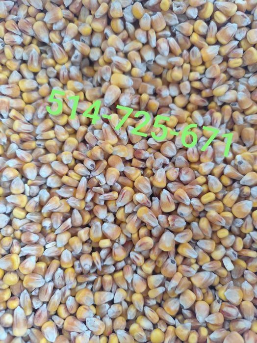 Kukurydza ziarno sucha DOSTĘPNA