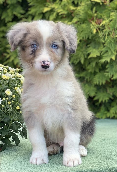 Border Collie ZARIAN do odbioru
