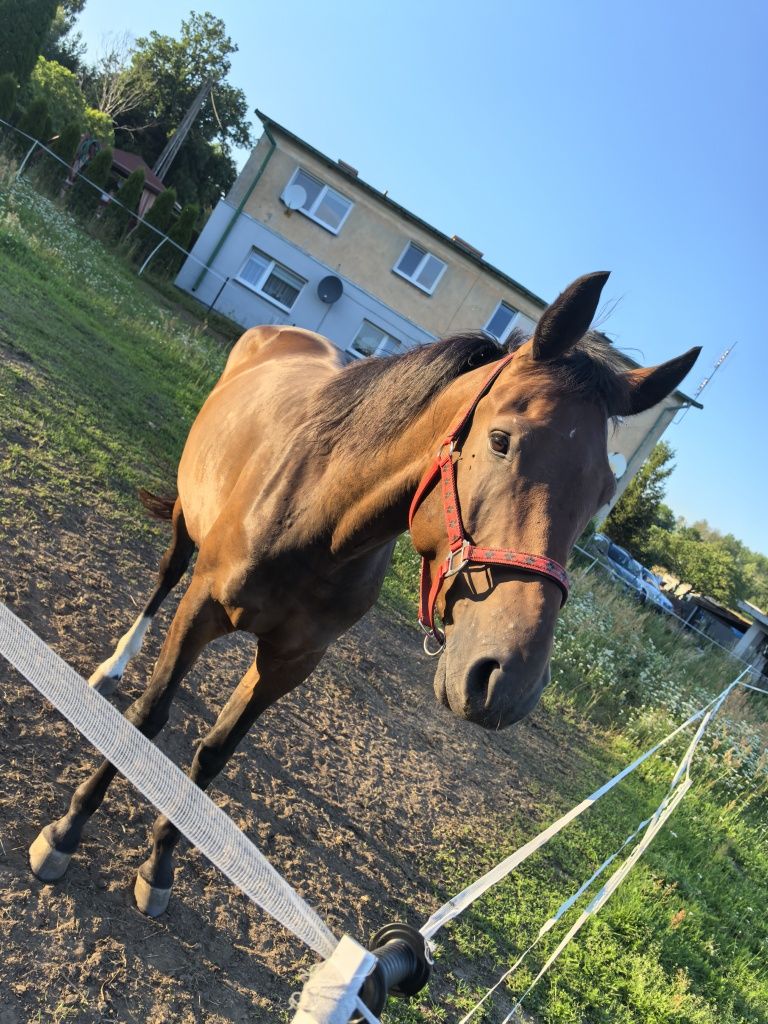 Klacz 4lata surowa. Typ misia