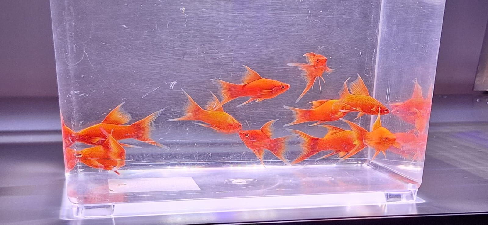 Mieczyki samczyki ozdobne lira po samicy Red Alpha