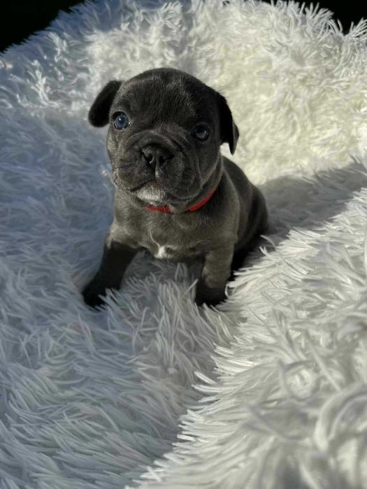 Buldogi francuskie