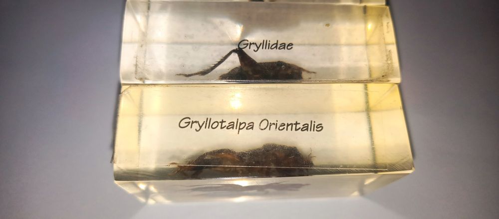 Жуки в стекле новыее