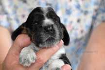 Cocker Spaniel Angielski
