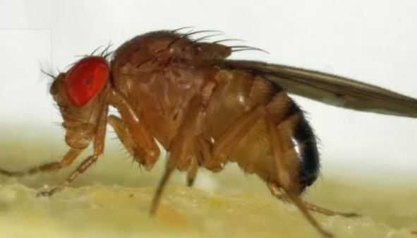 Mosca da fruta - Drosophila hydei, funebris , melanogaster. não voam