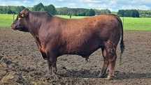 Buhaj Angus Czerwony 2,5 roku