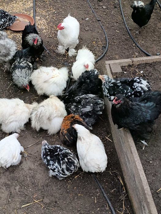 Kurczaki karzełek kochin, kochin miniaturowy