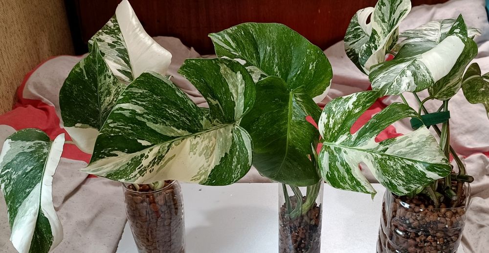 Распродажа растений