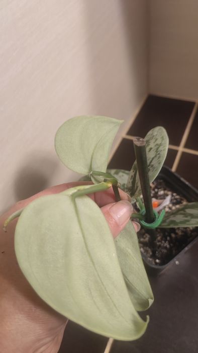 Scindapsus Exotica Hologram