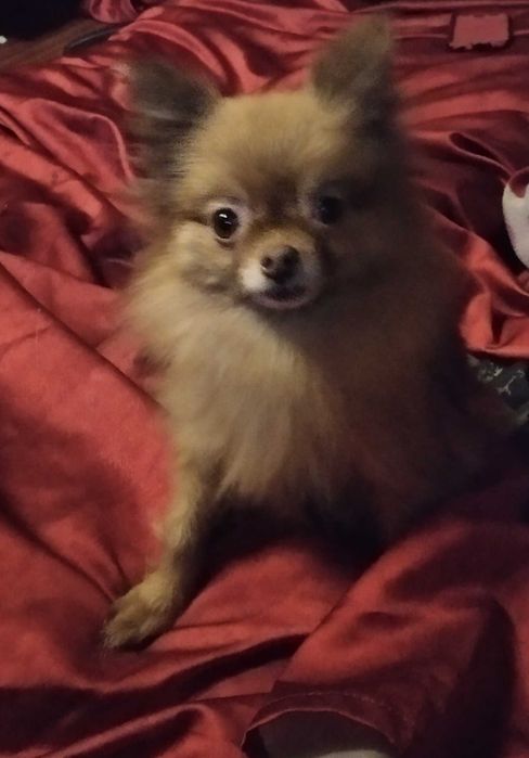 В'язка міні  шпіца померанского (лісічка)