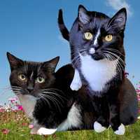 Śliczna kotki do adopcji dwupak szuka domu