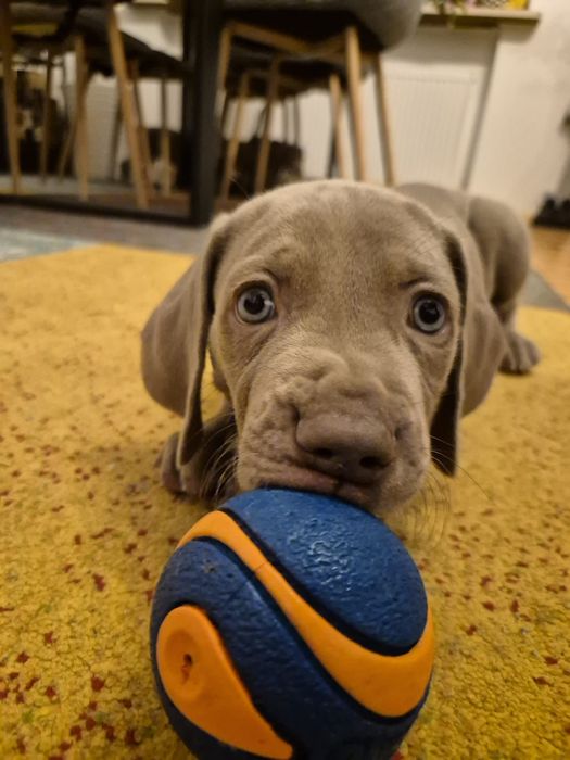 Szczenię wyżeł weimarski Cotar Canis Wrocław ZKwP FCI