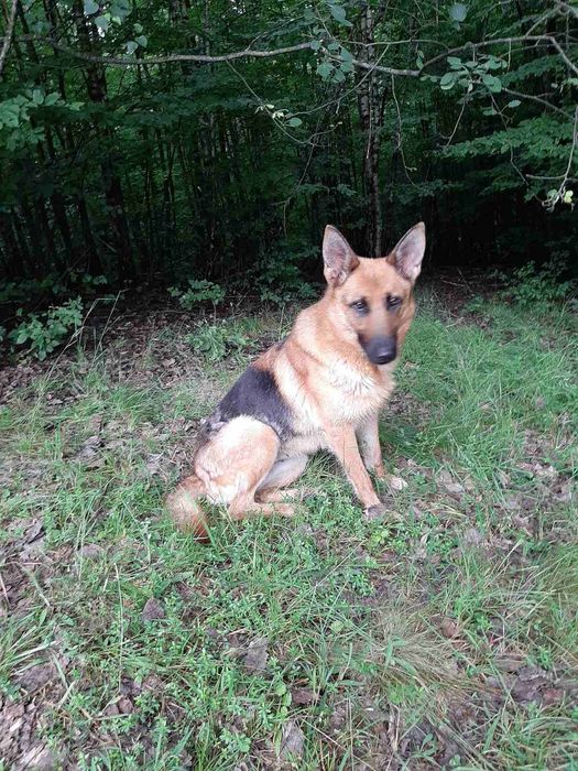 віддам даром нім вівчарку