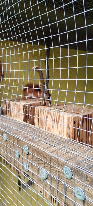 Wiewiórki hudsona hudsony hudson młode