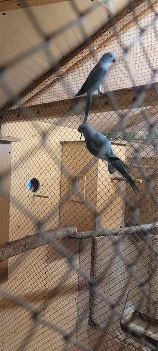 Aleksandretty obrożne i inne