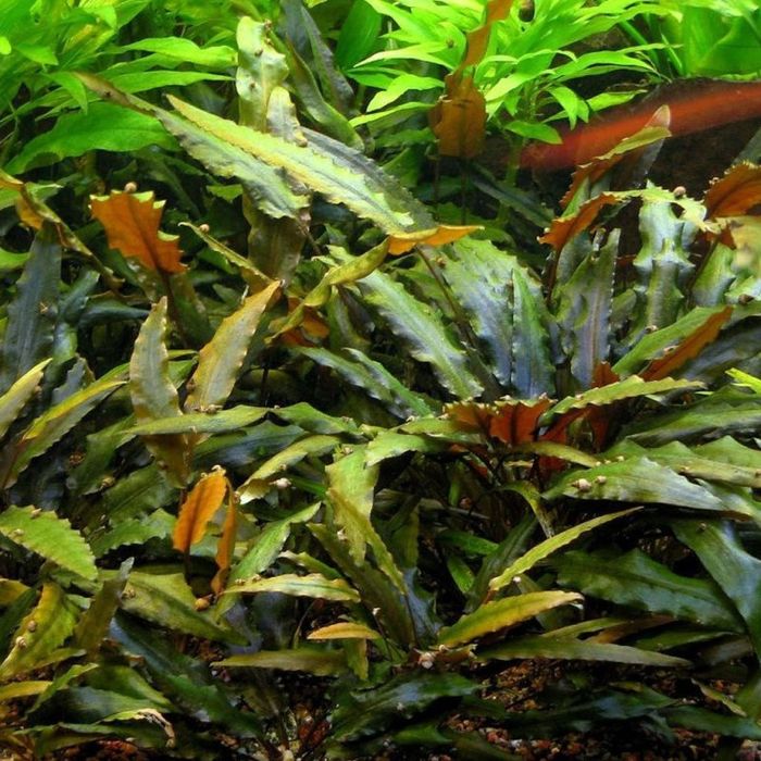 Planta aquário cryptocoryne wendtii