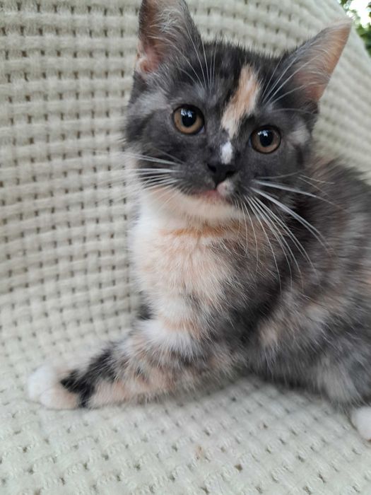 Продам котят от шотландки родились 11.07