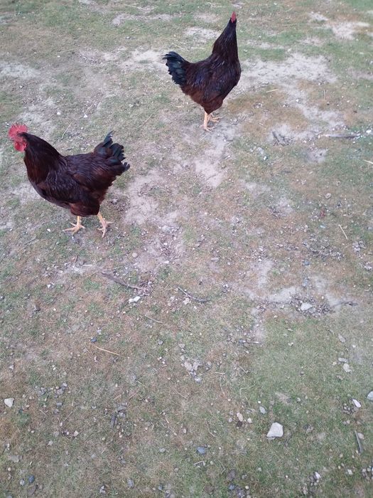 Sprzedam  koguta  karmazyna