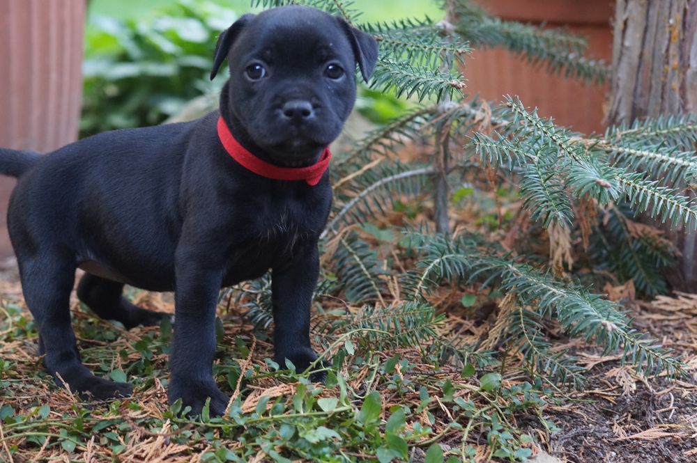 Staffordshire bull terrier ZKwP/FCI