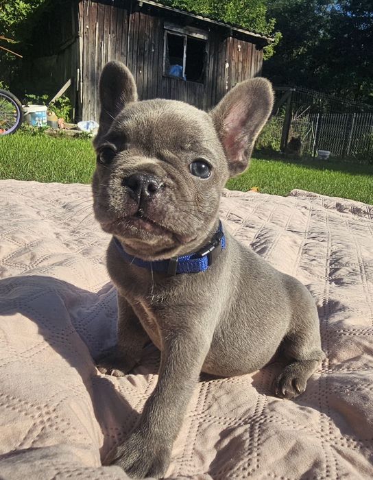 Buldog francuski