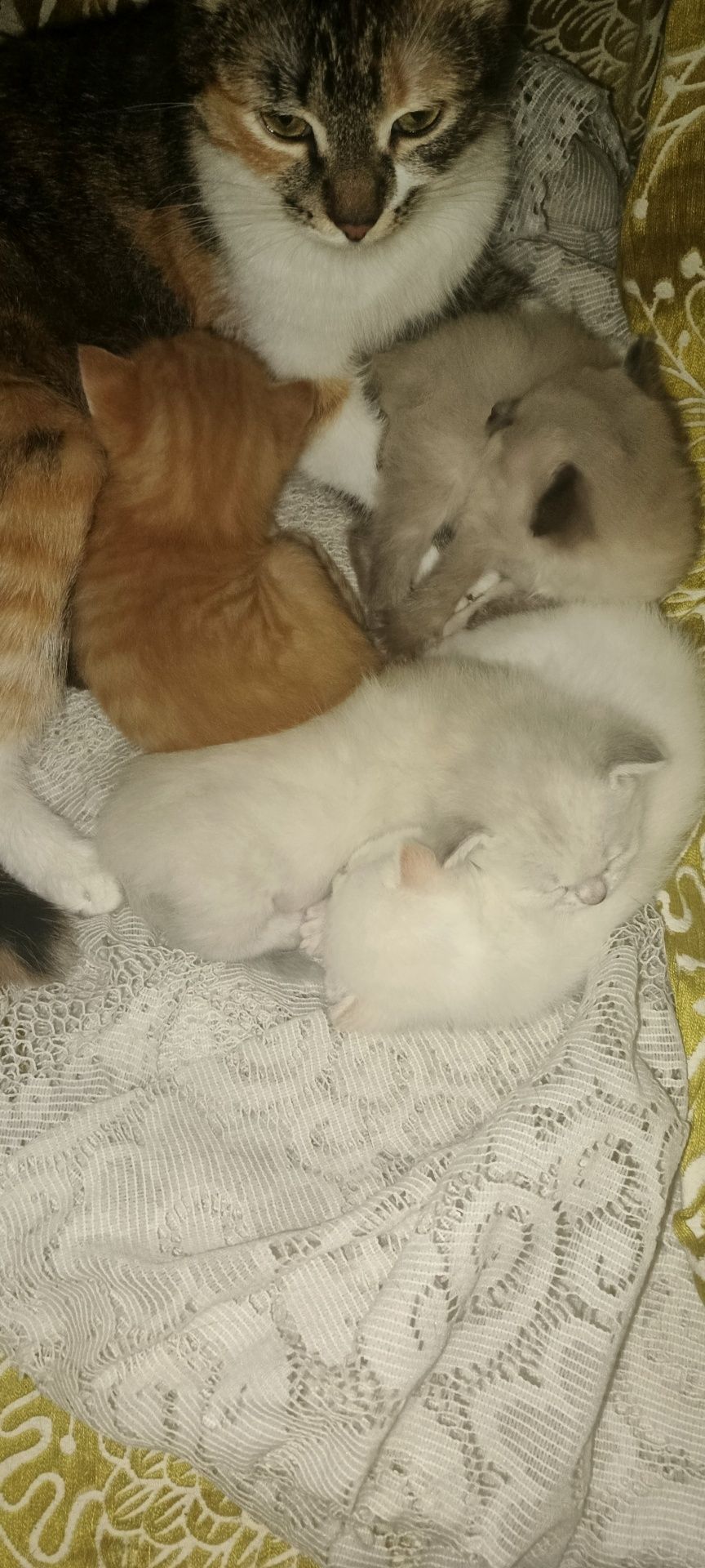 Котики безкоштовно