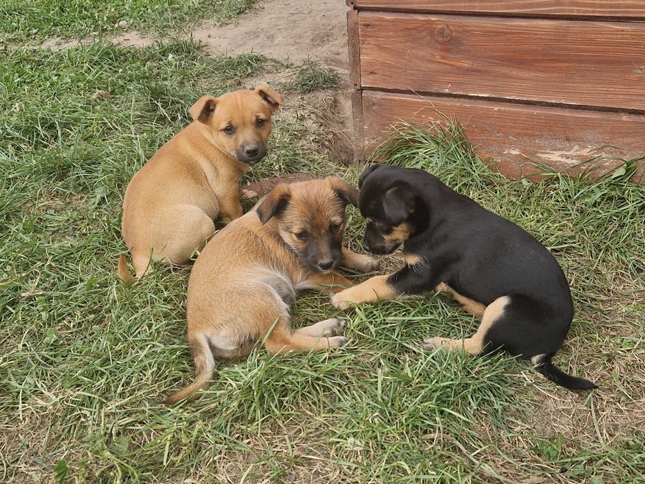 Oddam pieski w dobre ręce