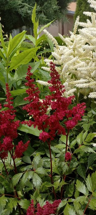 Вейгела хости бересклети гортензії астильби гейхери