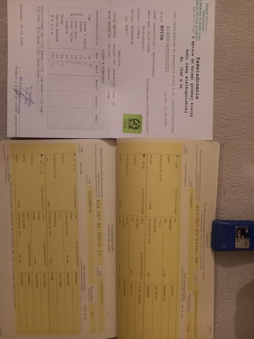 Klacz wielkopolska- dotacyjna