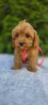 Cavapoo MINI malutka XXS badania szkolenie wyorawka