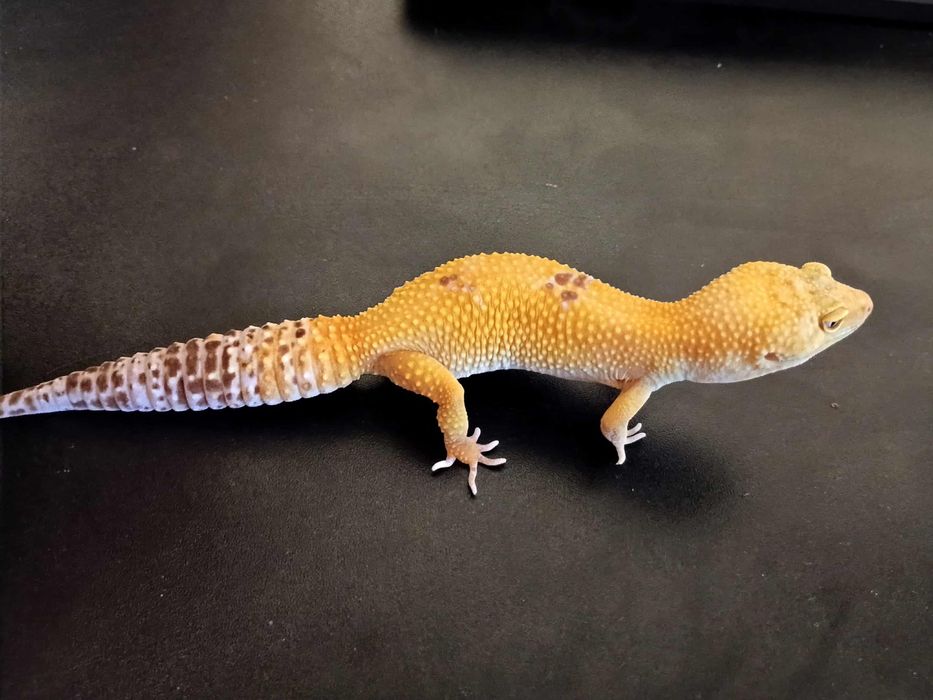 Gekon lamparci- samica Super Hypo Tangerine Carrot Tail