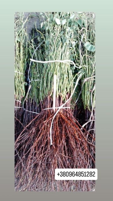 Підщепа для троянди, шипшина