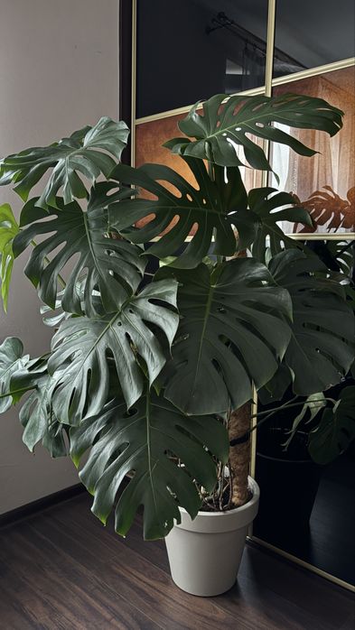 Kwiat monstera zestaw duża dziurawa