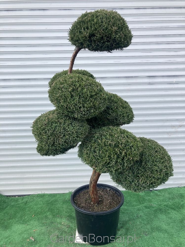 Doniczka z Bonsai z Jałowca pośredniego "Mint Julep" - 150 cm