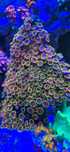 Zoa Zoanthus koralowiec morskii Nr 6 Fake Lime