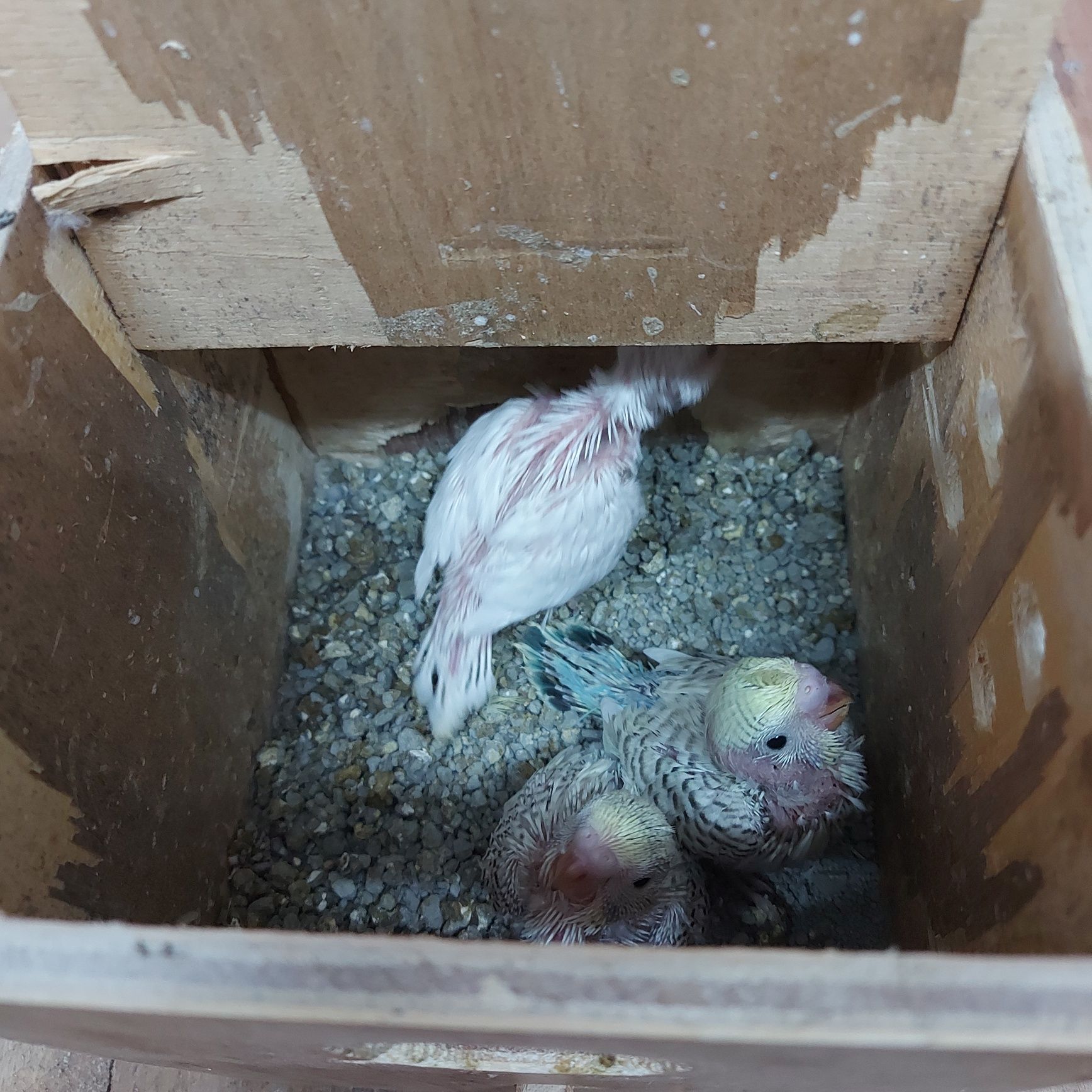 Periquitos Australianos para domesticar