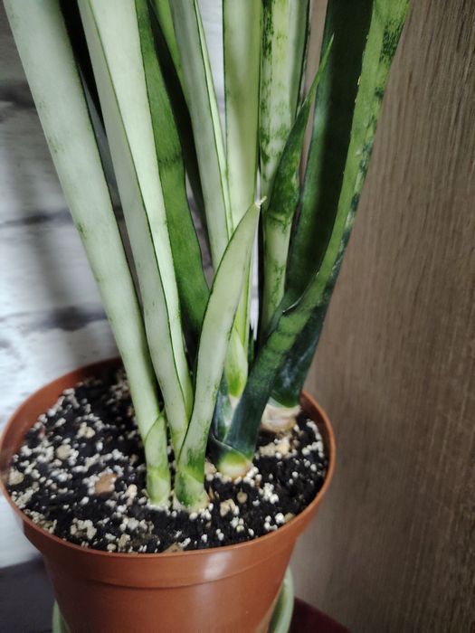 Сансевиерия Сильвер Квин, высокорослая.