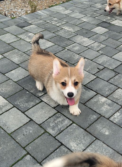 Welsh corgi pembroke FCI