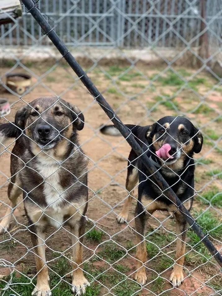 Cudowni bracia polecają się do adopcji!! CARLO I ROSSI