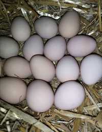 Jaja jaja lęgowe perliczek