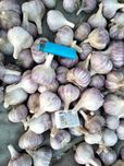 Продам часник любаша 1 репродукція
