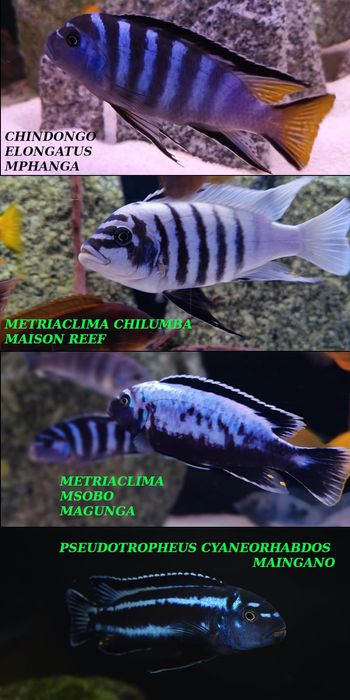 Pyszczaki jezioro Malawi Hodowla Pyszczaków Toruń