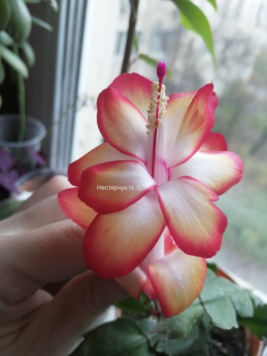 Різдвяник (пеларгонія) Samba Brasil.