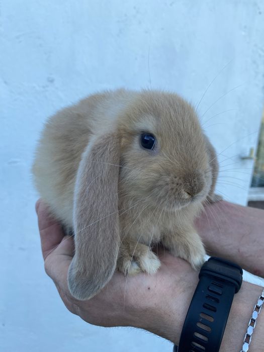 Królik baran francuski