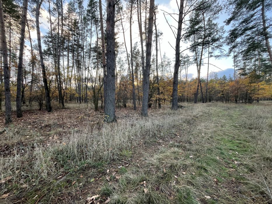 Земельні ділянки в Свидівку від 430$ за сотку! Центр, газ, світло