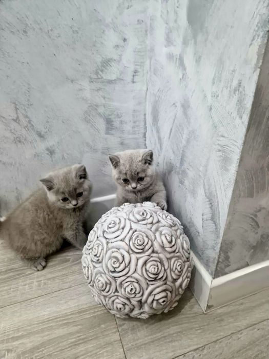 Kot Brytyjski   krótkowłosy