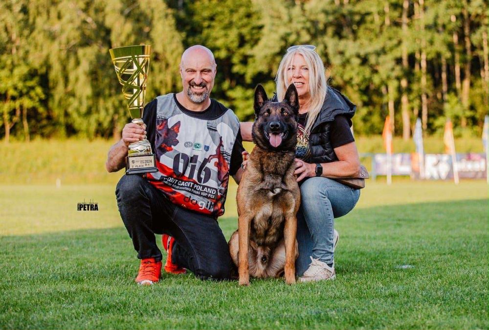 Owczarek belgijski malinois Canum Amicus FCI zapowiedz miotu